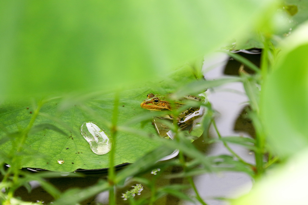 EOS 7D Mark IIで蓮の花
