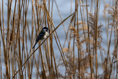 鳥撮り　第三弾