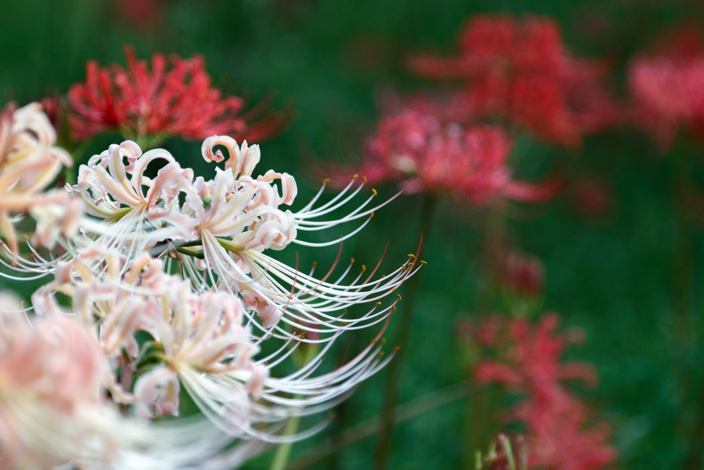 フラワーパーク