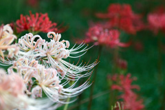 フラワーパーク