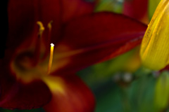 レンズのテスト