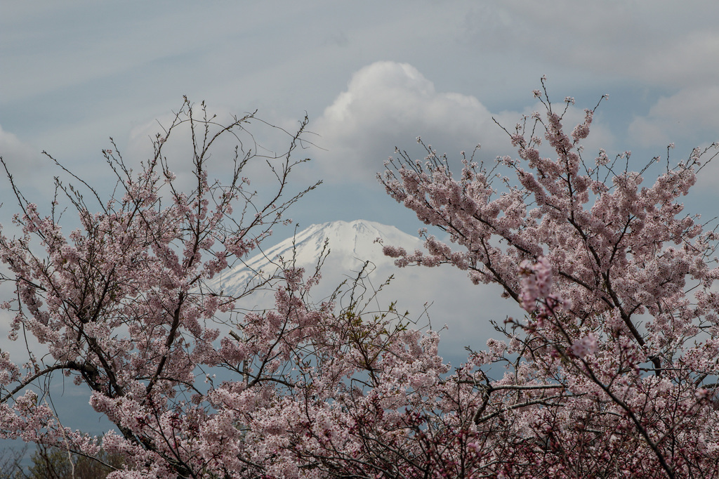 JAPONESQUE