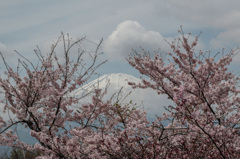 JAPONESQUE