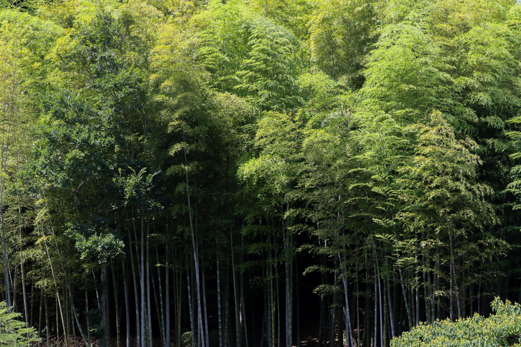 Canon EOS 7D Mark II　テスト