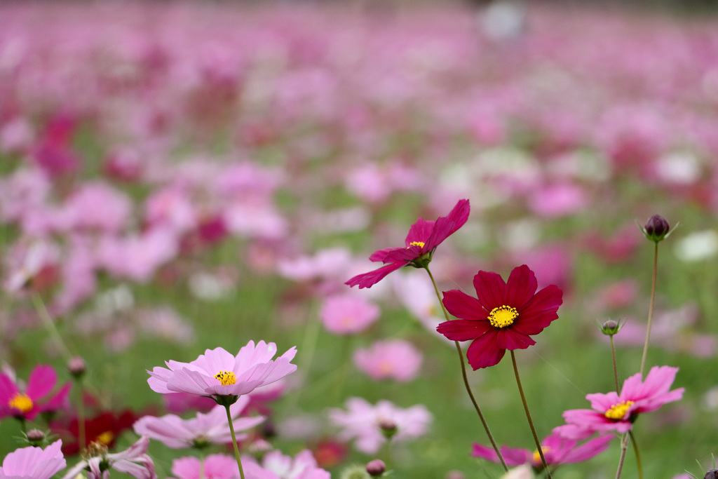 秋桜