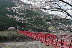 秋葉ダム 千本桜