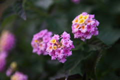 レンズテスト_F2.8_50mm