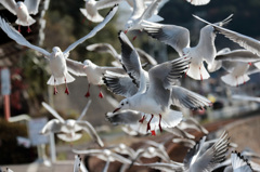 2015　鳥だけに鳥(撮り)納め01