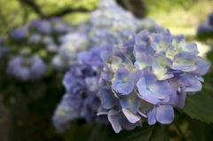 RX100　実戦投入