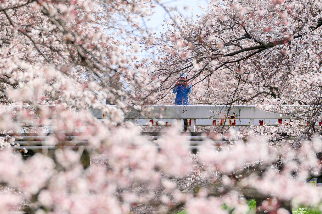桜源郷