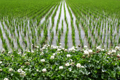 レンズのテスト