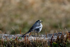 鳥撮り　第三弾