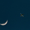 Bark at the moon