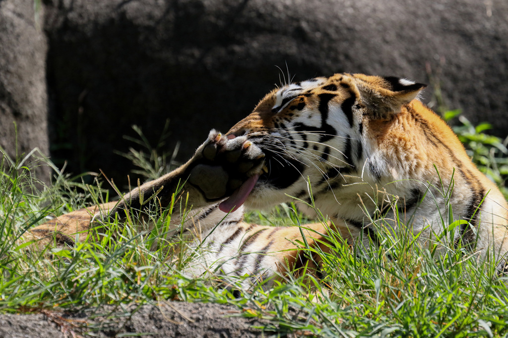 浜松市動物園