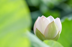 EOS 7D Mark IIで蓮の花