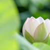 EOS 7D Mark IIで蓮の花