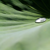 EOS 7D Mark IIで蓮の花