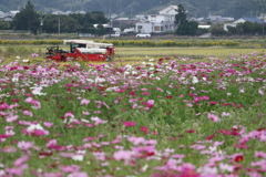 秋桜