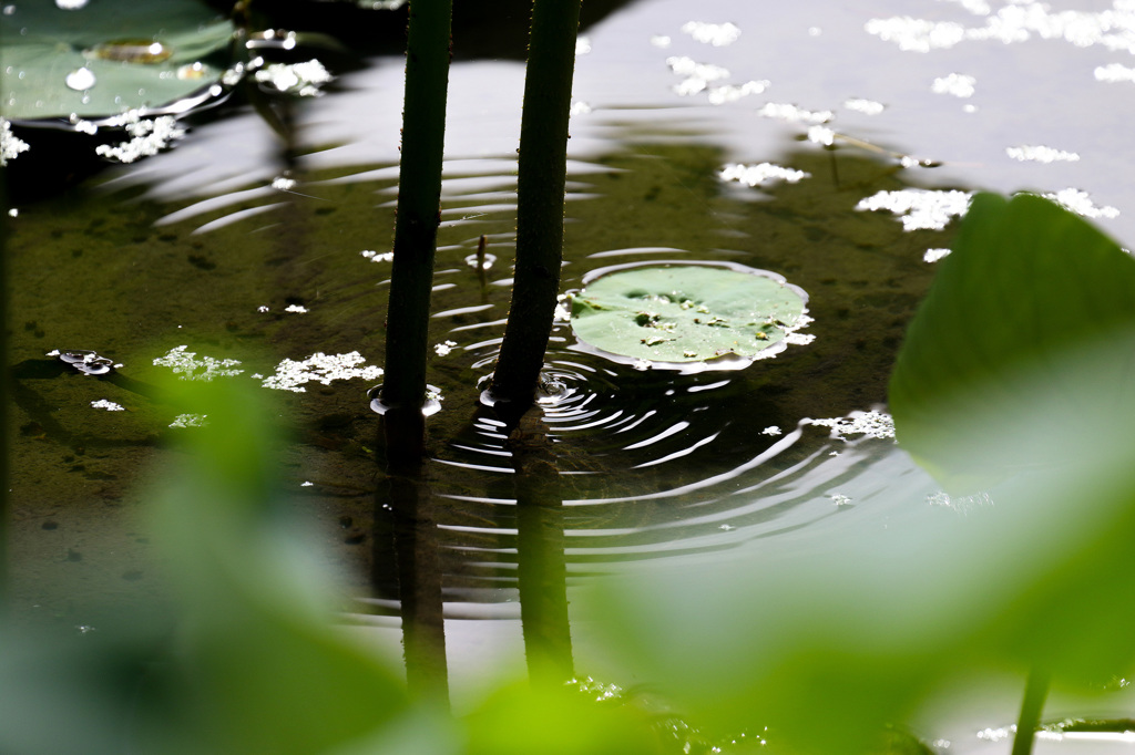 EOS 7D Mark IIで蓮の花