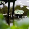 EOS 7D Mark IIで蓮の花