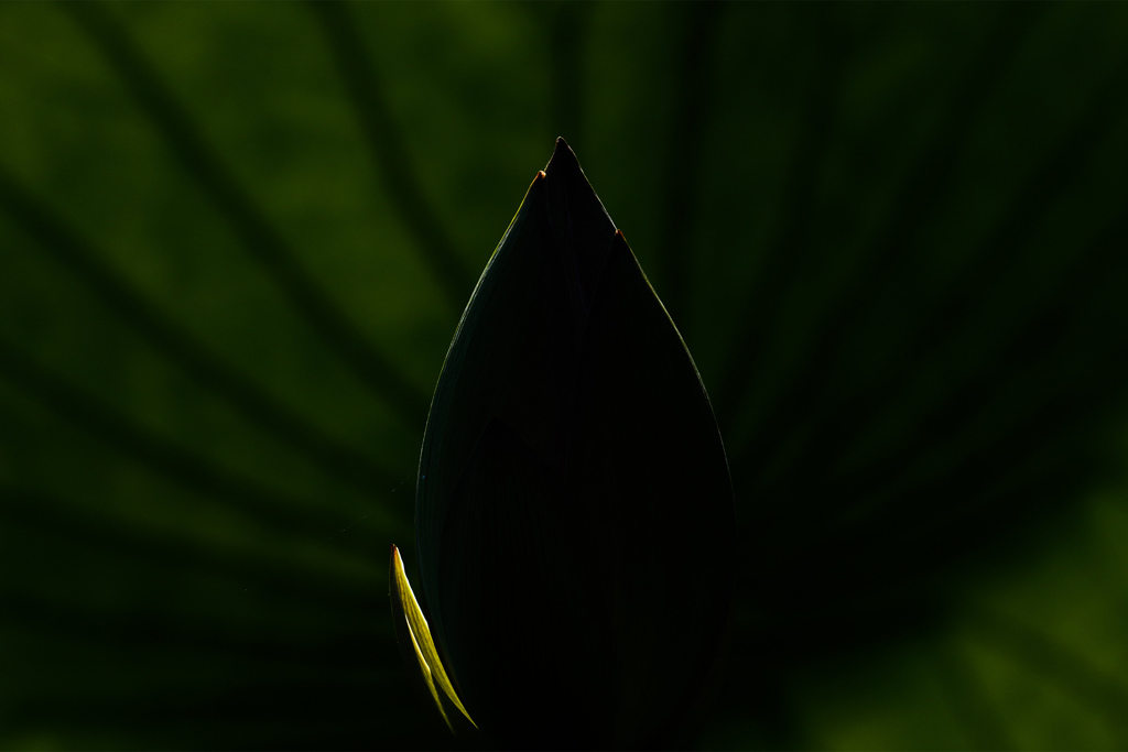 エイリアンエッグ