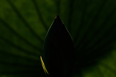 エイリアンエッグ