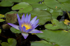 RX100　実戦投入