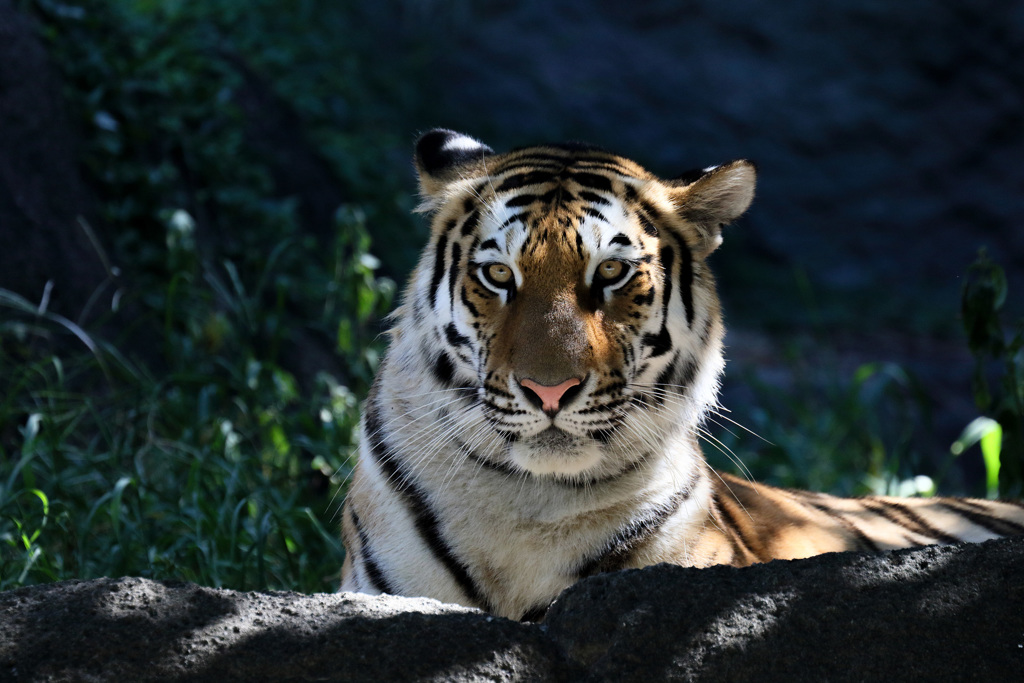 浜松市動物園