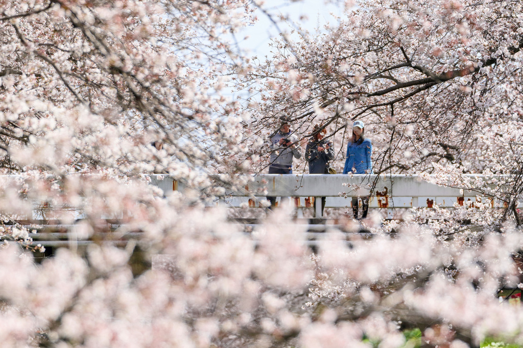 桜源郷
