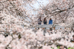 桜源郷