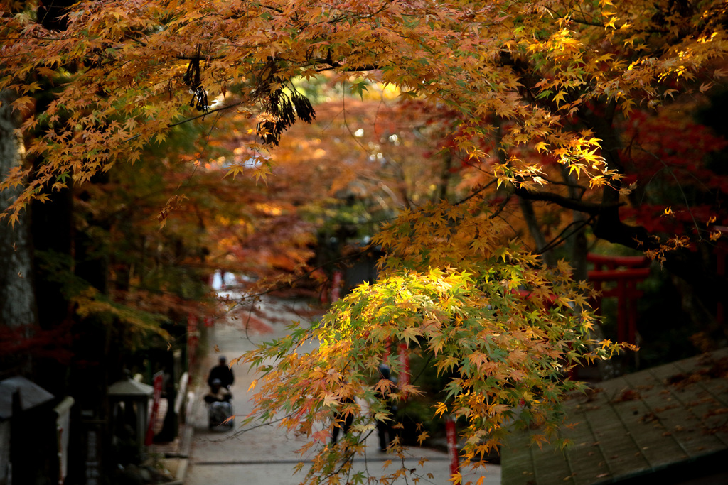 レンズテスト　SIGMA17-50mmF2.8