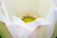 EOS 7D Mark IIで蓮の花
