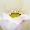 EOS 7D Mark IIで蓮の花