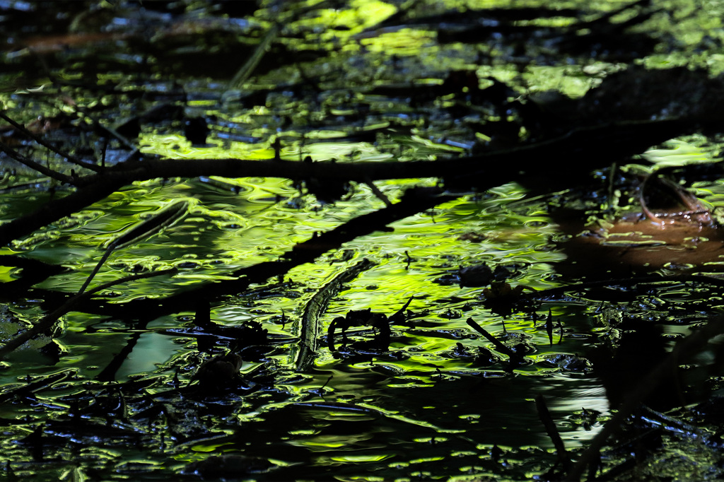 Canon EOS 7D Mark II　テスト