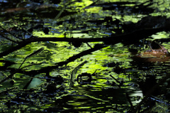 Canon EOS 7D Mark II　テスト