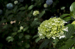 RX100　実戦投入