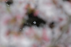 春の芳川