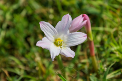 Canon EOS 7D Mark II　テスト