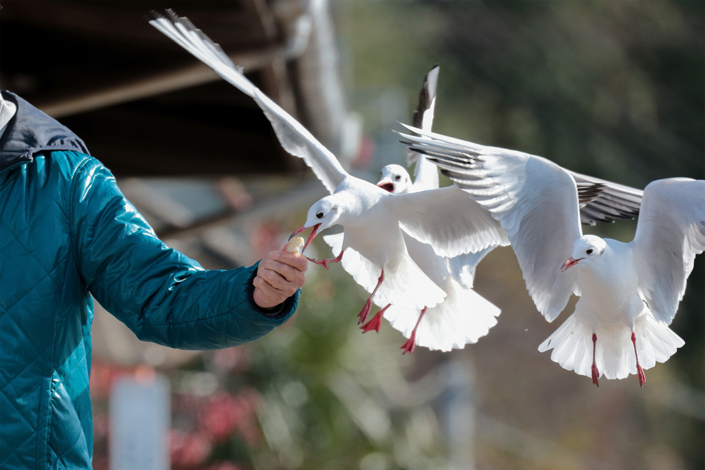 2015　鳥だけに鳥(撮り)納め03
