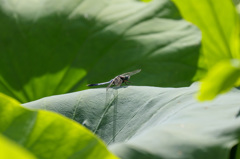 EOS 7D Mark IIで蓮の花