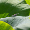 EOS 7D Mark IIで蓮の花