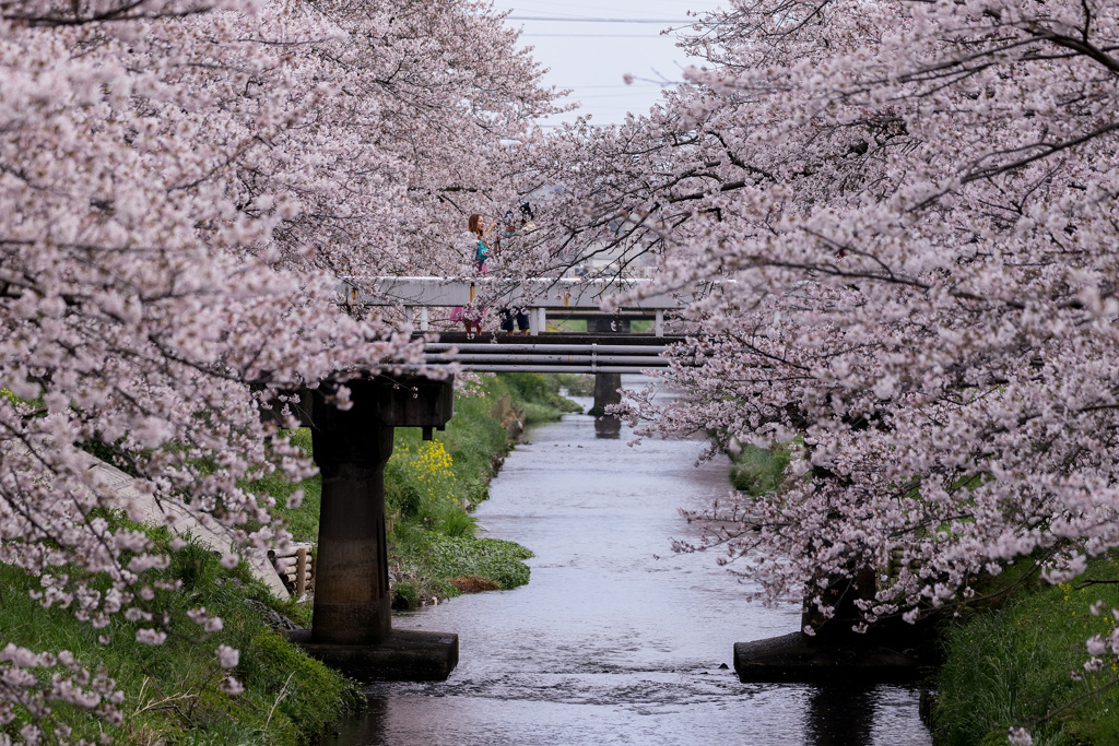 それぞれの春