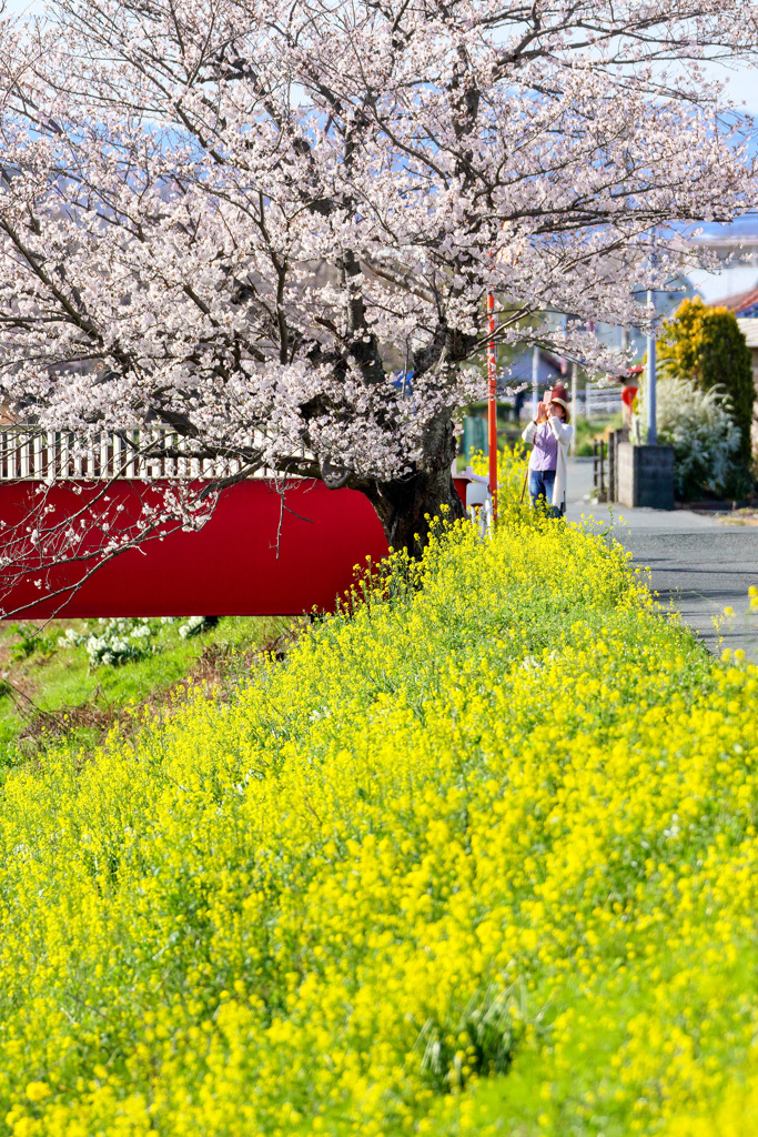 桜源郷