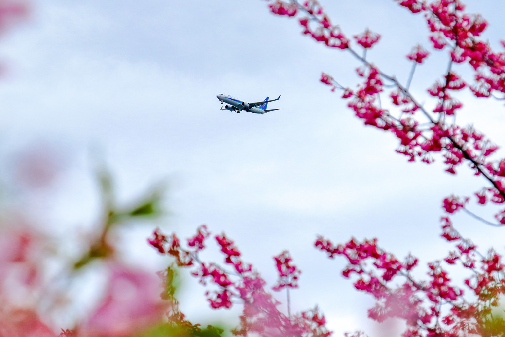 桜とヒコーキ