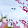 桜とヒコーキ