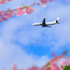 桜とヒコーキ