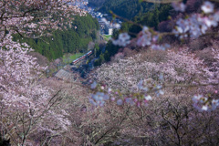 桜の郷