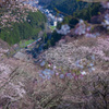 桜の郷