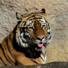 レンズのテスト　EF100-400mm F4.5-5.6L IS II USM