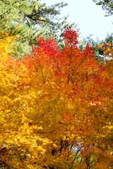 静岡県立森林公園